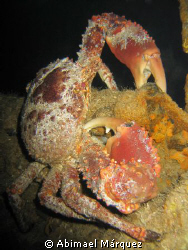 Channel Clinging Crab by Abimael Márquez 